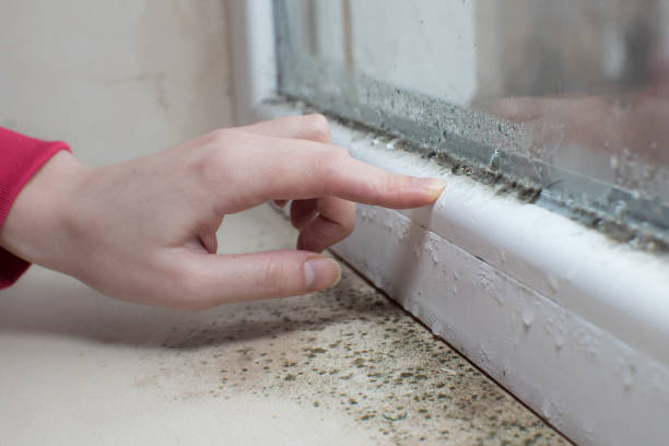 Best Biohazard Mold Removal  in New Union, TN
